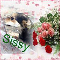 15 Sissy